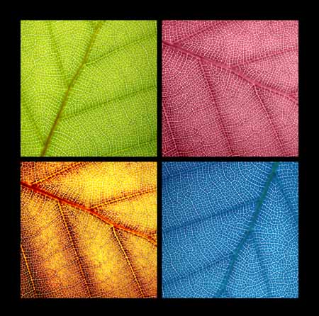Leaf montage